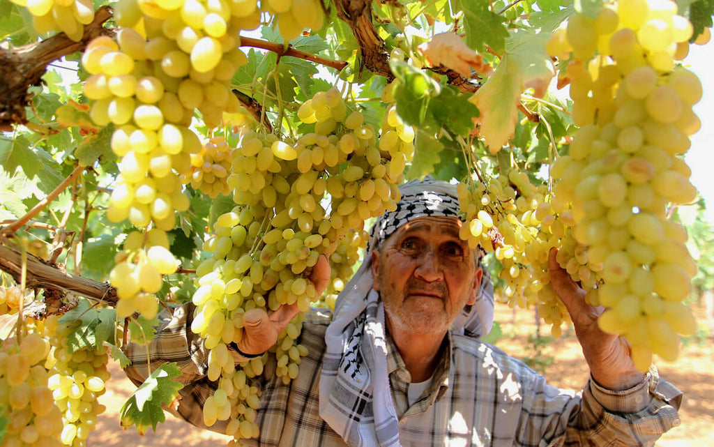 The Enab/Grape Harvest Season